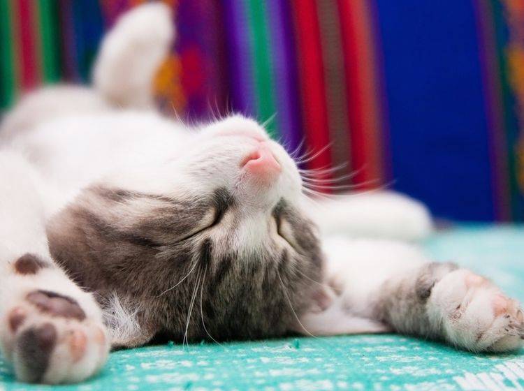 Schnarchen bei Katzen kann anatomisch bedingt oder ein Anzeichen für eine Erkrankung sein. – Shutterstock / TalyaPhoto