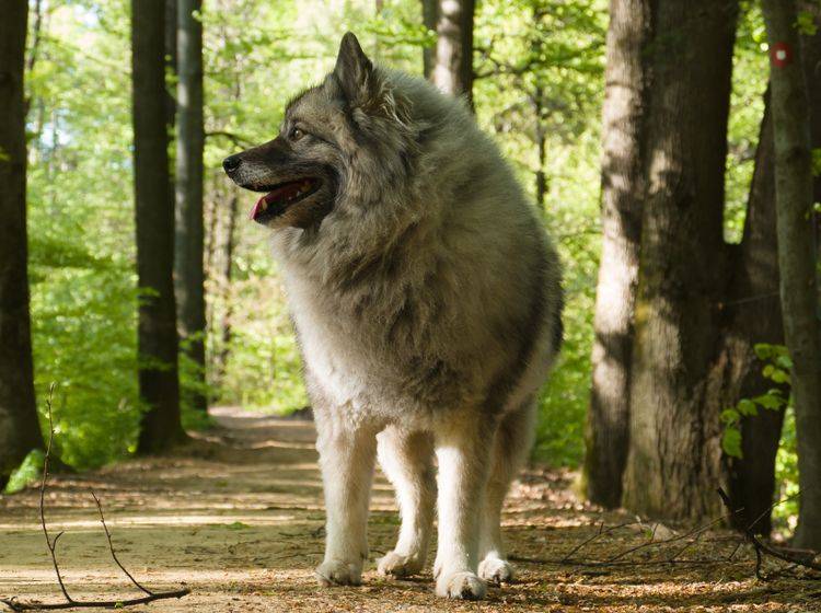 Ein Wolfsspitz sollte geistig und körperlich gefördert und gefordert werden, macht in Sachen Pflege und Haltung aber grundsätzlich weniger Arbeit als andere Hunde – Shutterstock / Sanja Karin Music