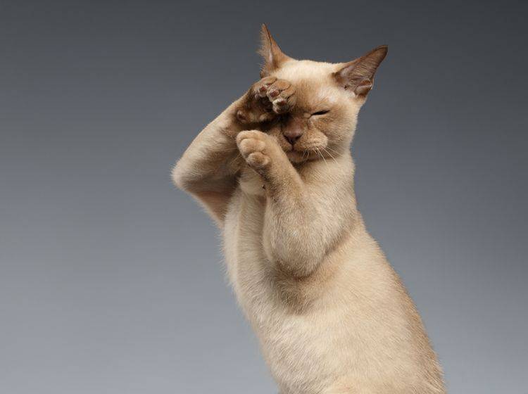 "Training? Ich? Aber ich bin doch schon perfekt!", scheint diese Burma-Katze zu denken – Shutterstock / Seregraff