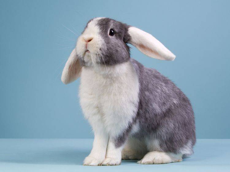 Zwergwidder sind die kleinsten Vertreter unter den Kaninchenrassen mit Schlappohren – Shutterstock / Dagmar Hijmans