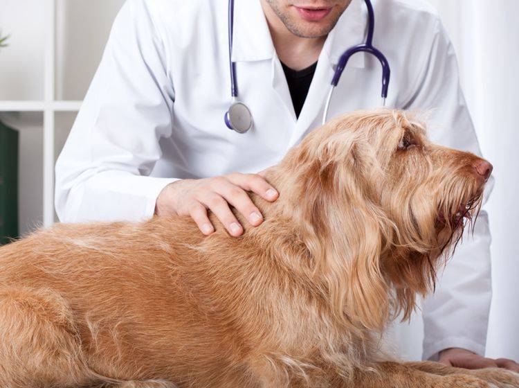 Beim Verdacht auf eine Kehlkopfentzündung sollten Sie mit Ihrem Hund zum Tierarzt gehen – Shutterstock / Photographee.eu