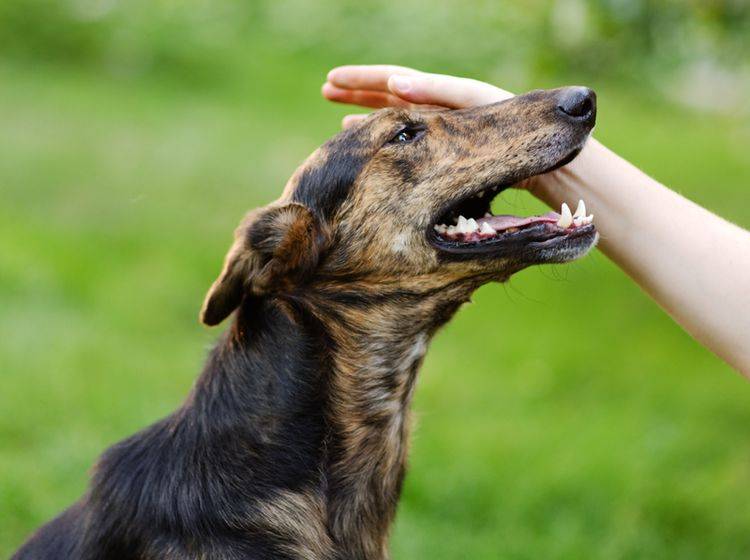 Dieser Hund genießt seine Belohnung in Form einer Streicheleinheit – Shutterstock / Ermolaev Alexander