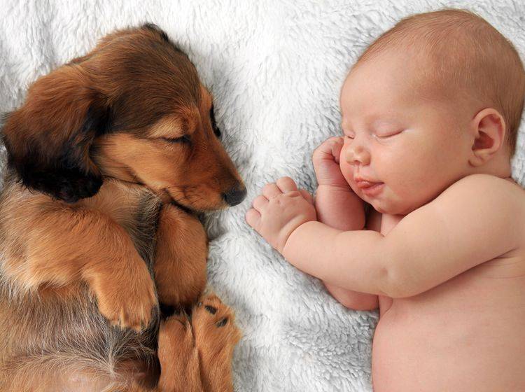 Hund oder Baby zuerst? Bei diesem goldigen Anblick möchte man am liebsten beides gleichzeitig haben – Shutterstock / Hannamariah