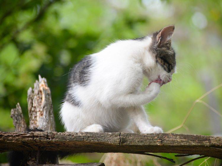 Bereits Katzenbabys putzen sich selbst; gelernt haben sie es von ihrer Mutter – Shutterstock / mmaja