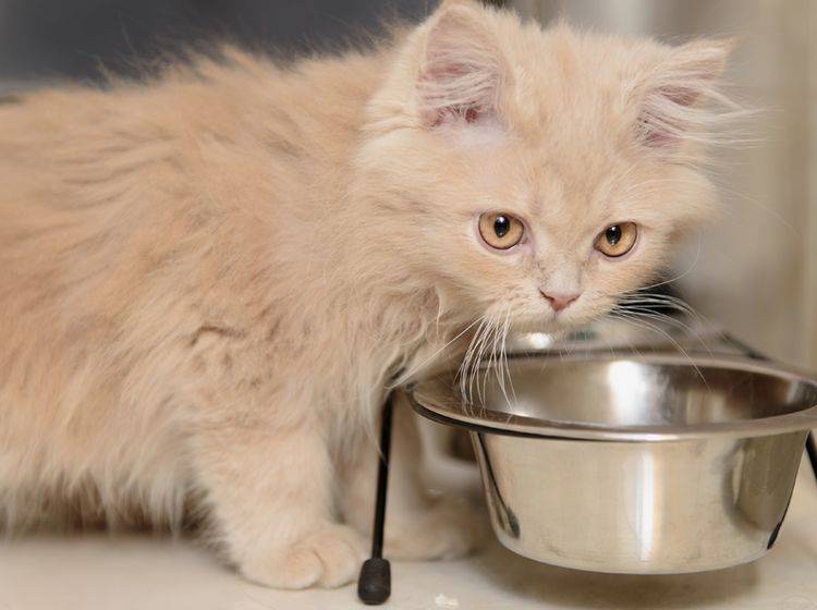 Wenn Katzen hungrig erscheinen und Futter verlangen, obwohl noch etwas im Napf ist, kann das verschiedene Gründe haben – Shutterstock / Inna Astakhova