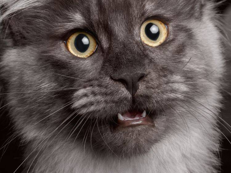 "Krächz" statt "Miau"? Auch Katzen können heiser werden – Shutterstock / Seregraff