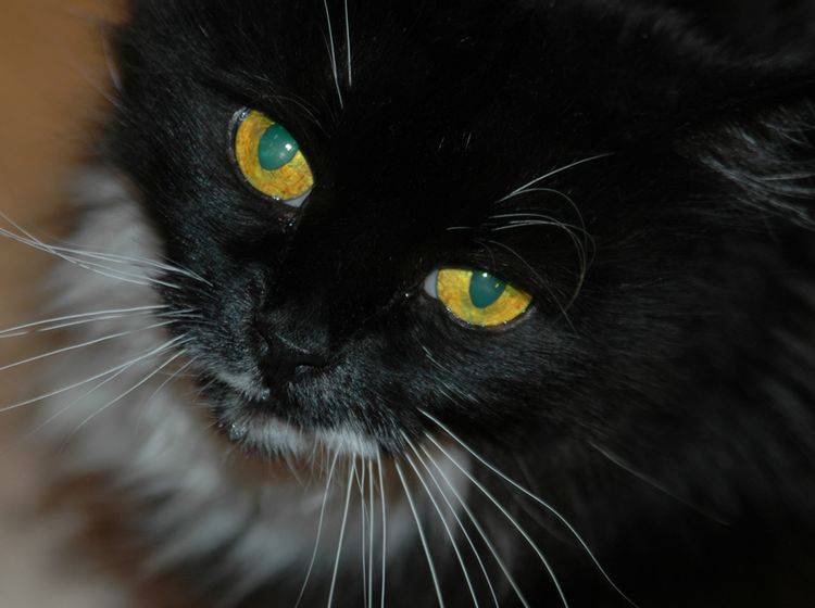 Schwarze Katze mit gelben Augen