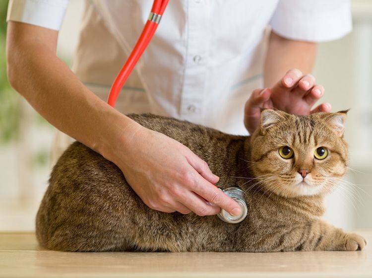 Bestimmt ist das tapfere Kätzchen gesund, der Tierarzt bringt Gewissheit – Shutterstock / Andrey Kuzmin