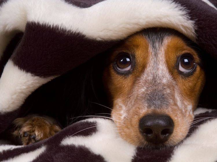 Jeder Hundeführer möchte seinen Liebling vor Erkrankungen bewahren, auch vor einer Kehlkopfentzündung – Shutterstock / Shevs