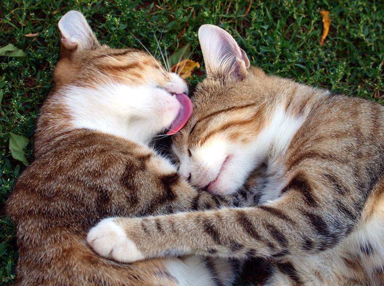 Gegenseitiges Putzen unter Katzen gehört zum Sozialverhalten und bedeutet in etwa: "Ich hab dich lieb" – Shutterstock / Peti74
