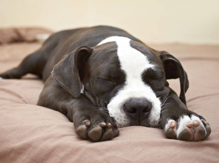 Welpen und kranke oder alte Hunde brauchen besonders viel Schlaf – Shutterstock / dogboxstudio