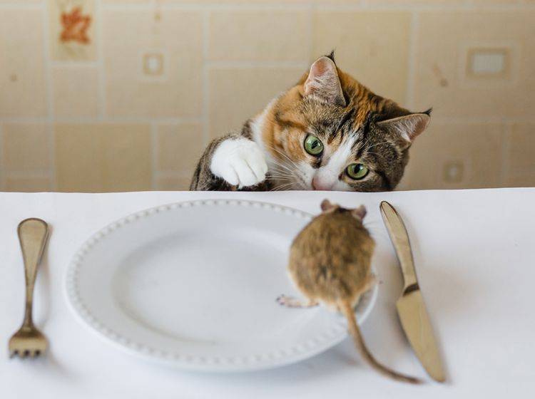 Wie Viele Mäuse Braucht Eine Katze Am Tag