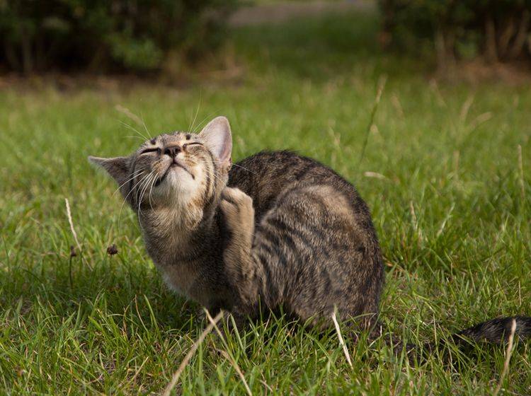 Wenn Ihre Katze sich oft kratzt, hat sie sich womöglich Flöhe eingefangen, die Sie schnell bekämpfen sollten – Shutterstock / pasSsy