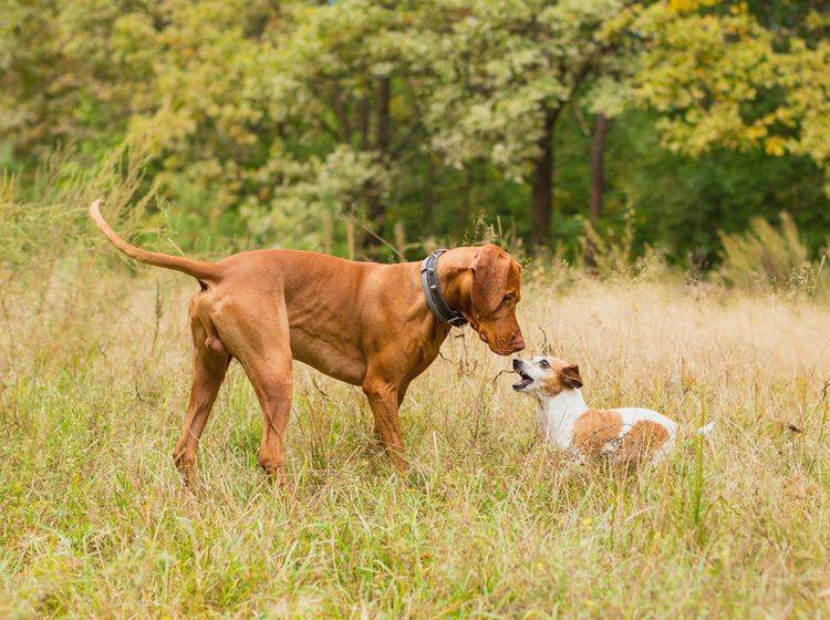 Dieser kleine Jack Russell Terrier scheint dem großen Vizsla-Hund zeigen zu wollen, wo es langgeht – Shutterstock / Fly_dragonfly