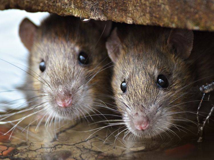 Zwei süße Ratten in ihrem Versteck: Wie schlau die Nager wohl wirklich sind? – Shutterstock / Gallinago media