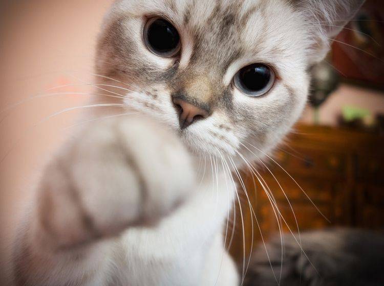 Ihre Katze möchte Ihnen bestimmt etwas sagen, wenn sie Sie anstupst – Shutterstock / Valerio Pardi