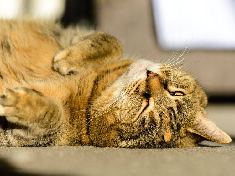 Diese Senior-Katze hat es gern gemütlich und lässt es ruhig angehen – Shutterstock / John E Heintz Jr