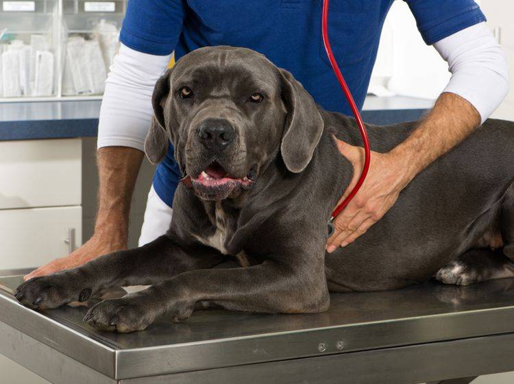 Ein Hund mit IBD braucht sein Leben lang Unterstützung vom Tierarzt – Shutterstock / Dora Zett