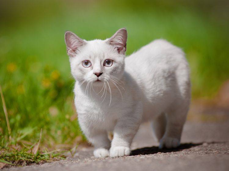 Die Munchkin-Katze hat durch genetisch bedingten Kleinwuchs verkürzte Beine – Shutterstock / otsphoto