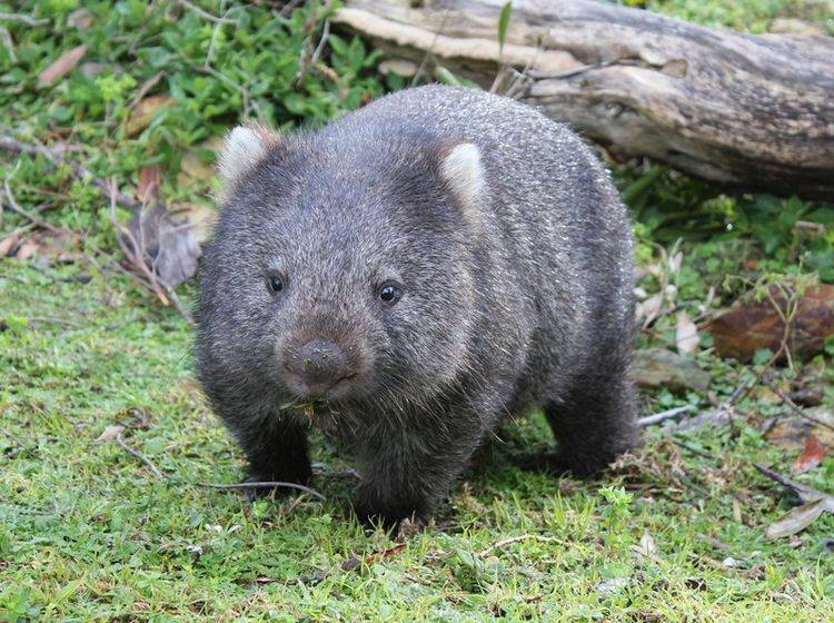 Der würfelförmige Kot der Wombats hat durchaus seinen Sinn für die Tiere – Shutterstock / Robyn Butler