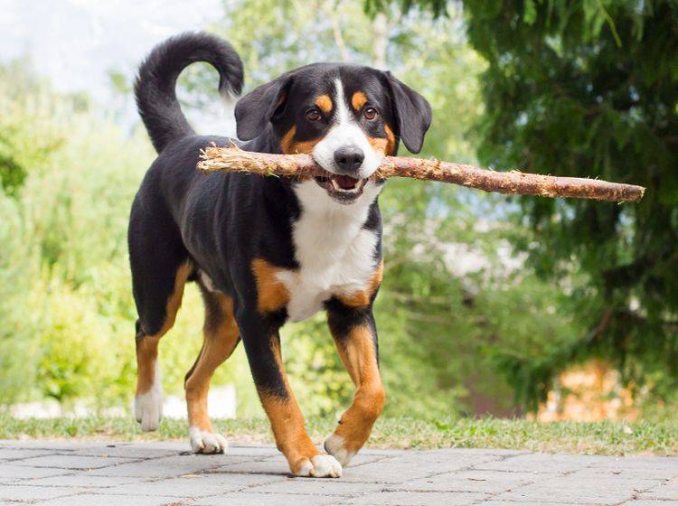 Dieser junge Appenzeller Sennenhund hat Freude am Apportieren – Shutterstock / MyImages - Micha