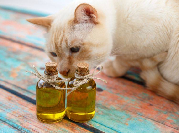 Öle und Fette - und somit auch Fischöl - leisten einen essenziellen Beitrag für die gesunde Katzenernährung – Shutterstock / irinaorel