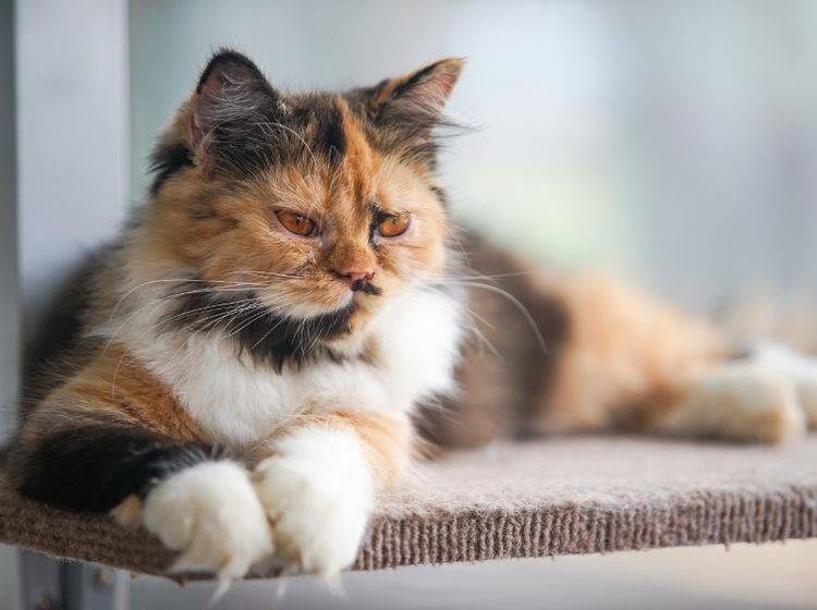 Katzen haben gerne die Übersicht und einen sicheren Rückzugsort – Shutterstock / NARUCHA KLINUDOM