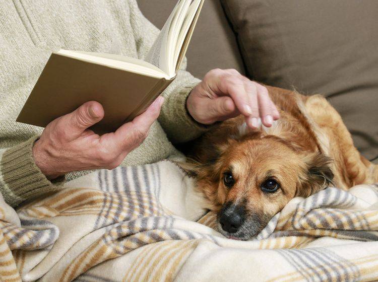 Hunde für alte Menschen kuscheln lieber entspannt auf der Couch, als sich bei actionreichem Hundesport auszutoben – Shutterstock / Agnes Kantaruk