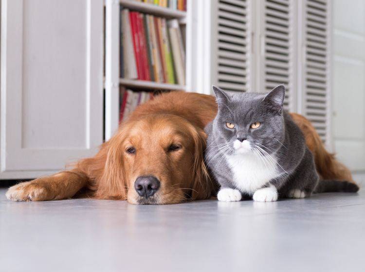 Hund und Katze werden immer älter; dadurch steigen jedoch auch die Fälle von Demenz bei Tieren – Shutterstock / Chendongshan
