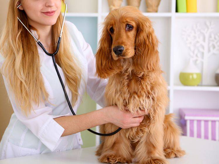 Mit Hilfe vom Tierarzt und einer speziellen Ernährung kann Ihr Hund mit EPI gut leben – Shutterstock / Africa Studio