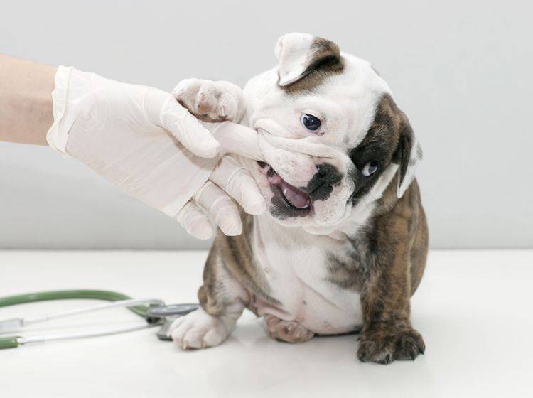 Beim Verdacht auf Parodontitis sollten Sie mit Ihrem Hund zum Tierarzt – Shutterstock / Roger costa morera