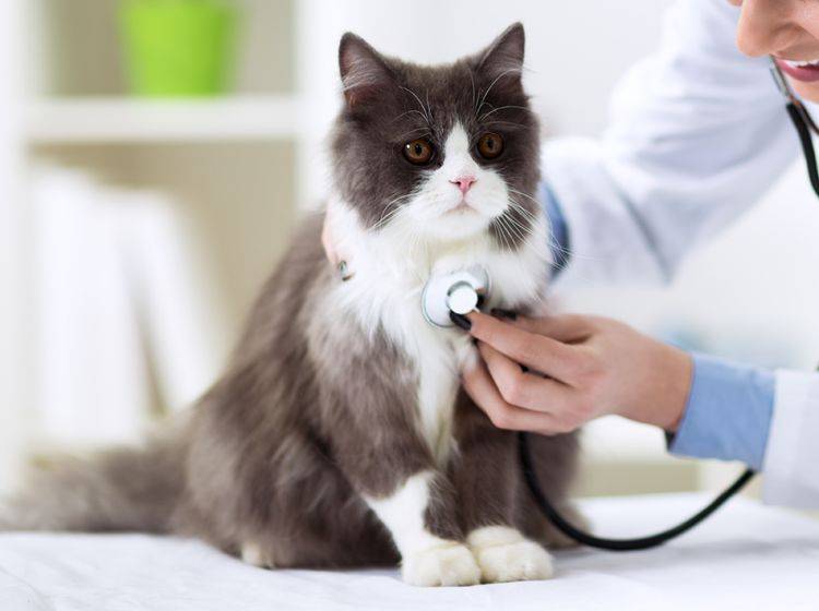 Haben Sie den Verdacht, Ihre Katze könnte sich mit FIA angesteckt haben, gehen Sie mit Ihr zum Tierarzt – Shutterstock / didesign021