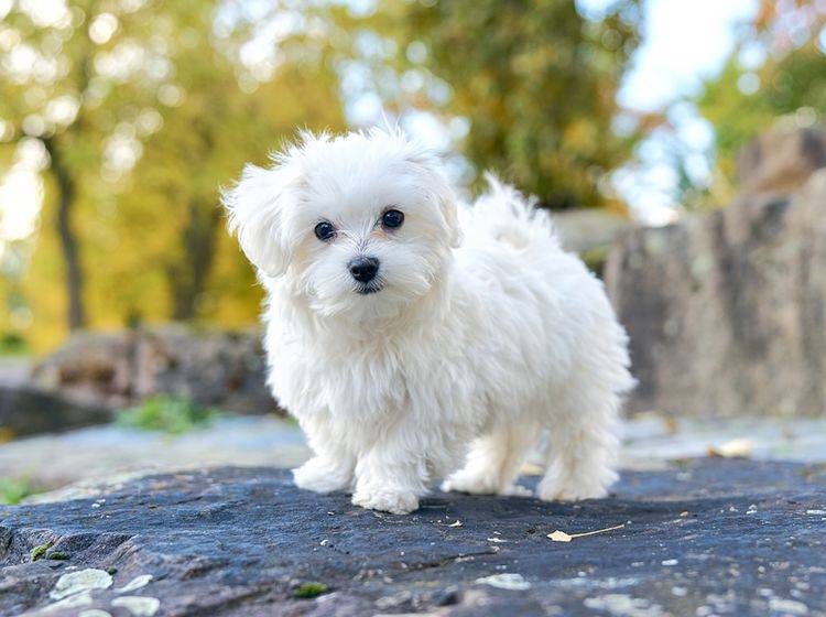 Malteser-Hunde gehören zu den älteste Hunderassen Europas – Shutterstock / Sadovnikovrn