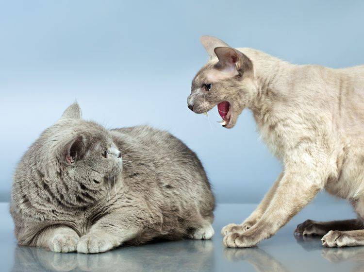 Durch umgeleitete Aggression können aus den innigsten Katzenfreunden Feinde werden – Shutterstock / Petr Malyshev