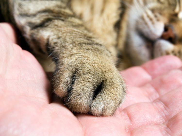 Wer seine Angst vor Katzen überwinden will, nähert sich den Fellnasen am besten langsam an – Shutterstock / Sinisa Botas