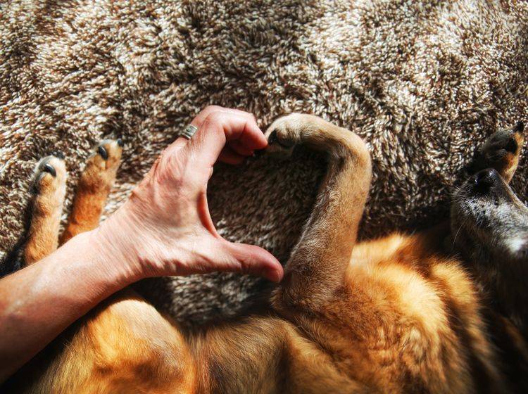 Hunde lieben es, wenn Menschen sie mit Respekt behandeln – Shutterstock / Annette Shaff