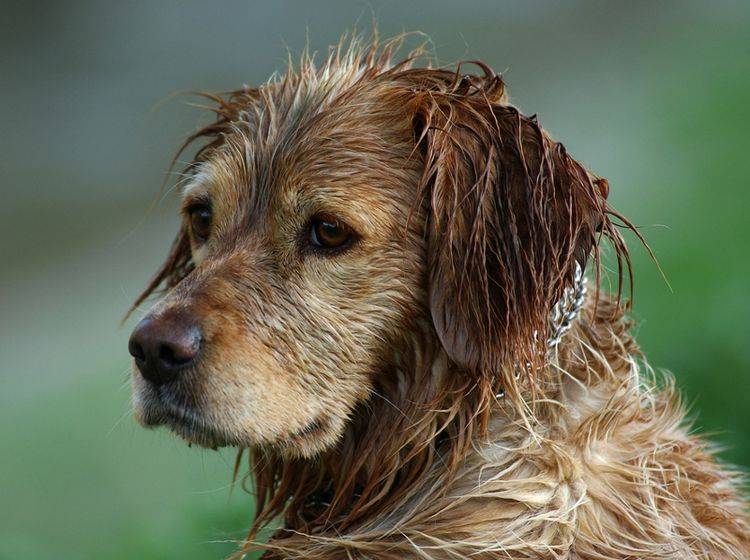 Süß, lustig, liebenswert und ... stinkig! Nasse Hunde sind manchmal schon eine kleine Herausforderung – Shutterstock / Dan74