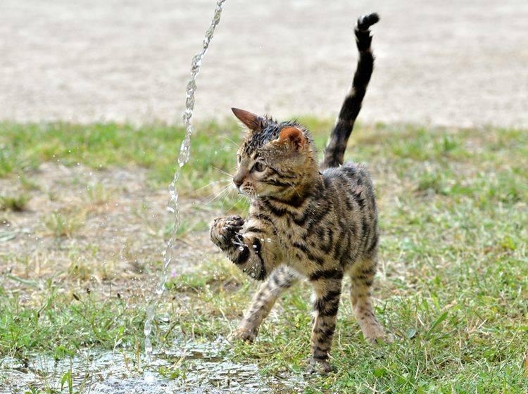 "Plitsch! Platsch! Das macht Spaß", findet diese süße Bengal-Katze, die mit dem Wasserstrahl spielt – Shutterstock / Calinat