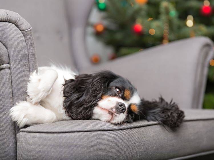 Dieser gemütliche Cavalier King Charles Spaniel findet: "Ein Hund darf auch mal faul sein" – Shutterstock / Fotyma