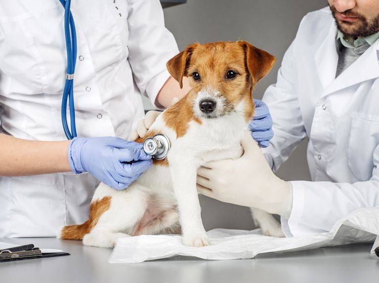 Leidet Ihr Hund unter Bluthochdruck, sind regelmäßige Tierarztkontrollen wichtig – Shutterstock / NEstudio