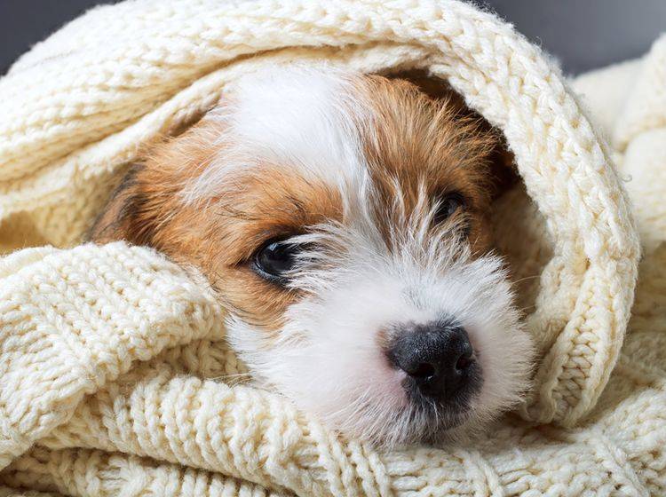 Wenn Ihr Hund sich plötzlich zurückzieht oder versteckt, ist er womöglich krank – Shutterstock / Sundays Photography