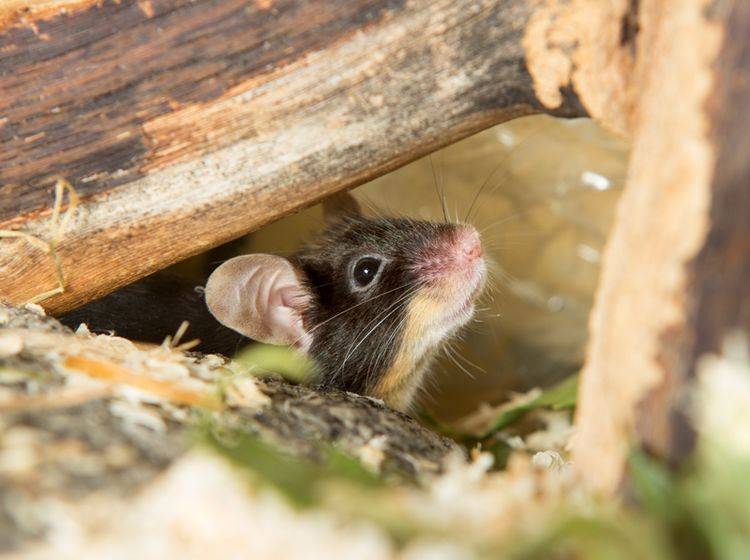 So fühlen sich Mäuse wohl: sicherer Unterschlupf aus Naturholz zum Verstecken – Shutterstock / Martina Osmy
