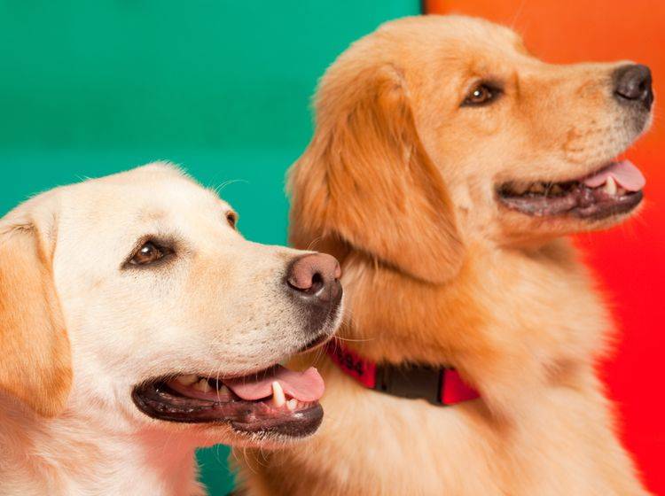 Labrador und Golden Retriever werden oft als Therapiehunde eingesetzt – Jose Luis Stephens