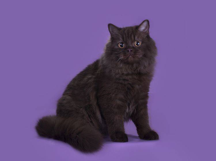 Die Highlander-Katze oder Britisch Langhaar ist ein gemütlicher, verspielter Salonlöwe – Shutterstock / kuban_girl