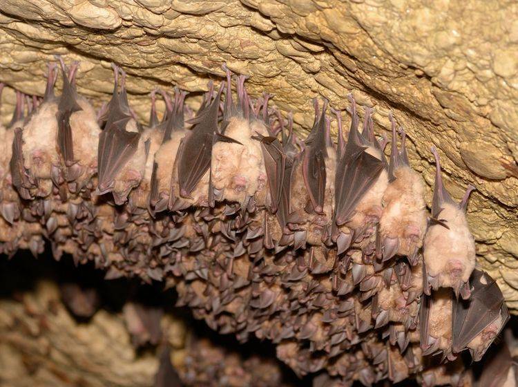 Fledermäuse leben meist in größeren Gruppen in Höhlen – Shutterstock / All-stock-photos