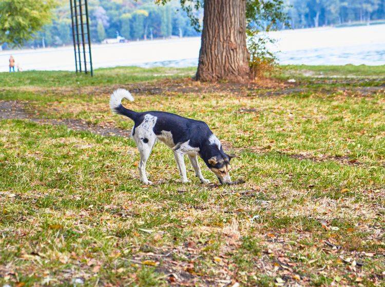 Um den Magen wieder ins Gleichgewicht zu bringen, fressen Hunde gelegentlich Gras – Shutterstock / kwikas