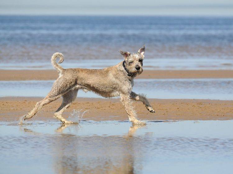 Strandurlaub mit Hund: Sie