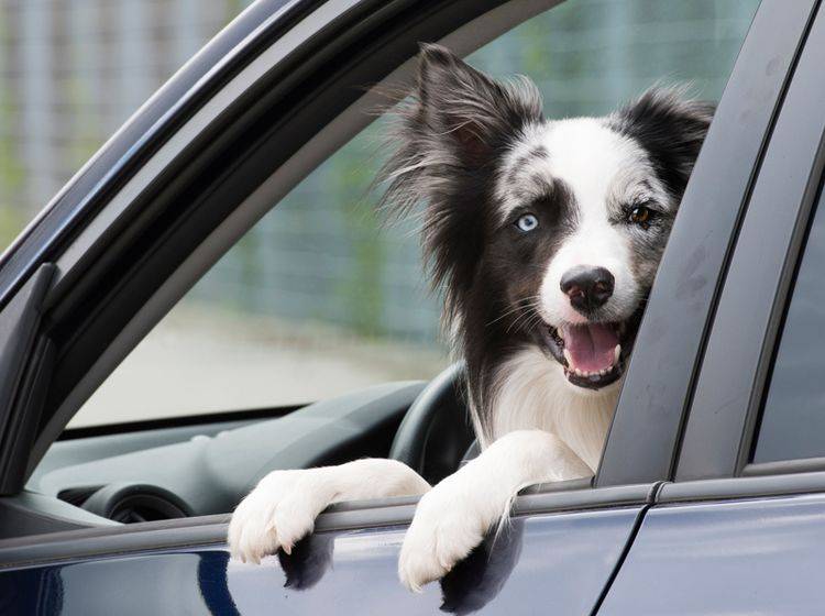 "Hundegeruch im Auto? Kein Problem!", findet dieser freche Vierbeiner – Shutterstock / Dora Zett