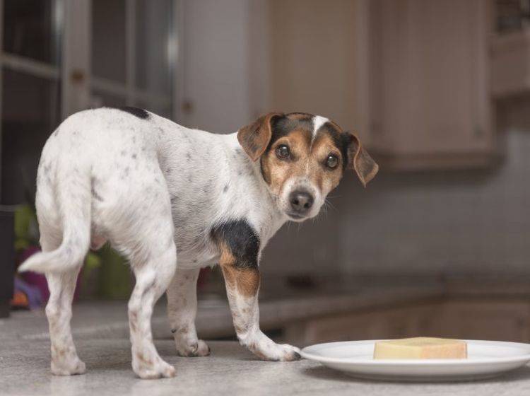 "Es ist nicht das, wonach es aussieht! Ich wollte mir den Käse nur einmal anschauen!", scheint dieser freche Hund zu denken – Shutterstock / thka