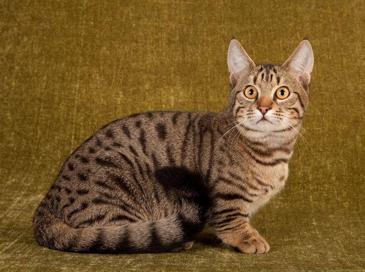 Die Munchkin-Katze zeichnet sich durch ihre kurzen Beine aus und wird auch als "Dackelkatze" bezeichnet – Shutterstock / Linn Currie